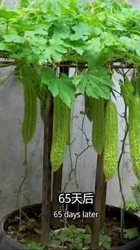 How to Grow 50+ Bitter Gourds in One Pot | Complete Step-by-Step Guide #viral #viralvideo #foryou