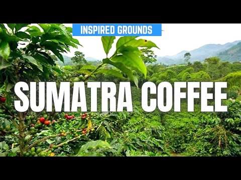 Sumatra Coffee | the Ultimate Guide - Flavors & Key Characteristics