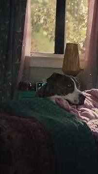 ▷ EMOTIVO ANUNCIO de AMAZON | "Saving Sawyer" [Super Bowl 2023]