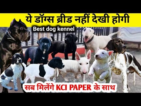 BEST KCI KENNEL 🔥 | English bull terrier kci | English pointer kci | Cane corso puppies kci