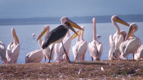 The African Marabou: Giant Scavengers Who Prey on Birds, Snakes, and Even Crocodiles