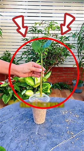 Grow a ZZ Plant from One Stem in 20 Days #farming #satisfying #tips