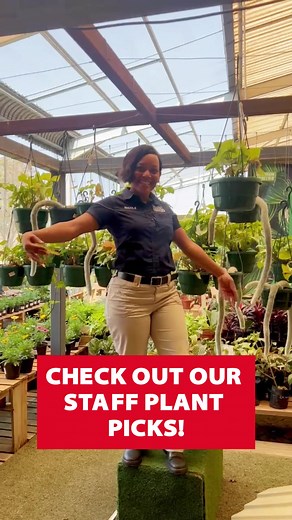 Top Picks for Plants and Gardening Supplies