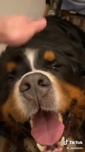 Happy Guy Happy Dog Song
