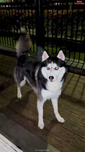 Can a Husky Live with a Belgian Malinois? The Truth You Need to Know!