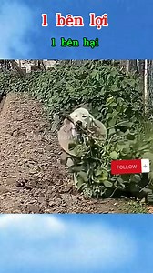 22K views · 238 reactions | 1 lợi 1 hạ-i | World Channel Television | Facebook