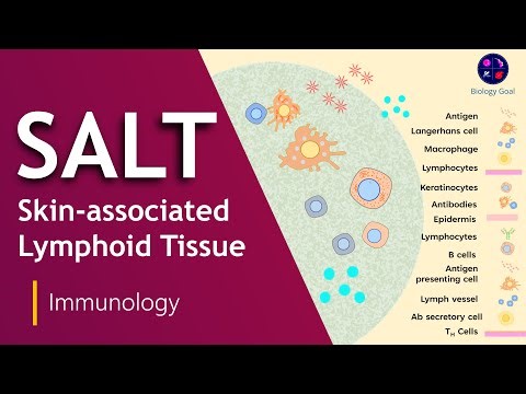 The guide to understanding Skin-Associated Lymphoid Tissue (SALT) | Immune System Biology Goal
