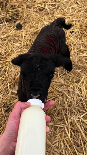 Realities of Lambing: Behind the Scenes on the Farm