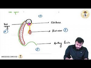 Clavipectoral Fascia Anatomy