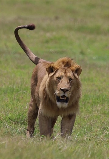 A king with a quiet soul. 🦁 Not every lion roars with confidence in front of the world. Some prefer the silence of the grass. This shy male lion slowly stepped away from the attention of safari vehicles, choosing peace over pride. With a gentle glance around, he disappeared into the tall grass and laid down, reminding us that even the kings of the wild have different personalities. Down in the breathtaking Ngorongoro Crater, we were lucky to witness this rare moment of a shy king seeking solitu