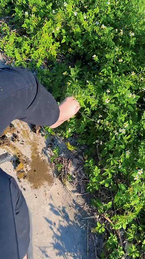 Ngày Ấy A Tặng Em Nhành Hoa Nhài 🤪🤪🤪 | Hoàng Xôi Vlogs