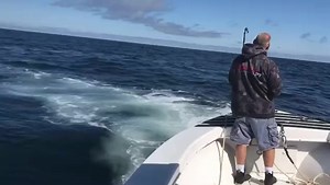 00162.Giant Thresher Shark Cape Cod MA #fishnetcharters #foryou #fishing #wickedtuna #saltlife #costa #xtratuf | Carley Tyree