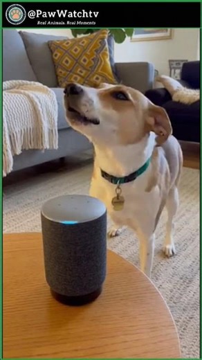 This Dog Has No Idea What Alexa Is 🐶 #pets #shorts