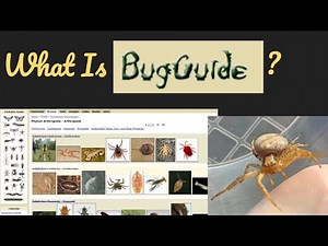 Guide to BugGuide!