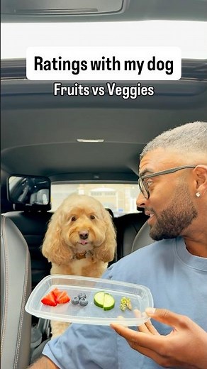 Mini Cockapoo Chooses Between Fruits vs Veggies 😳