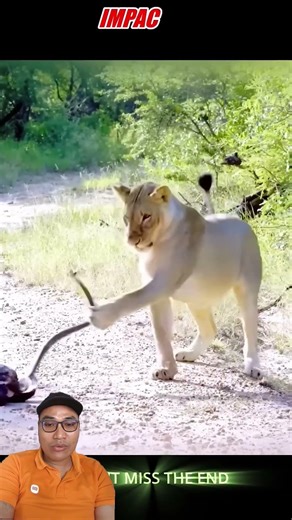 the kindness of a lioness #viral #snake #big snake #fyp #bird #snake #animals #reptiles #eagle #f...