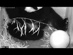 Giant Panda Mei Xiang Gives Birth at Smithsonian's National Zoo
