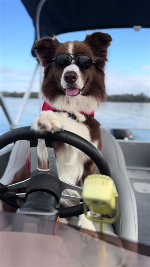 @WILLY | GoodDog, Jax, and DOGTV all have the same goal this year: get more dogs adopted! Every dog that finds the perfect home is a fairytale in our eyes. 🐾♥️ Tell us about your adoption stories in the comments!! #dogtv #adoptionstory #dogsoftiktok