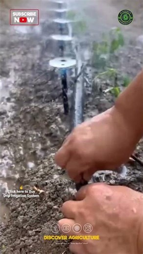 New Drip Irrigation System