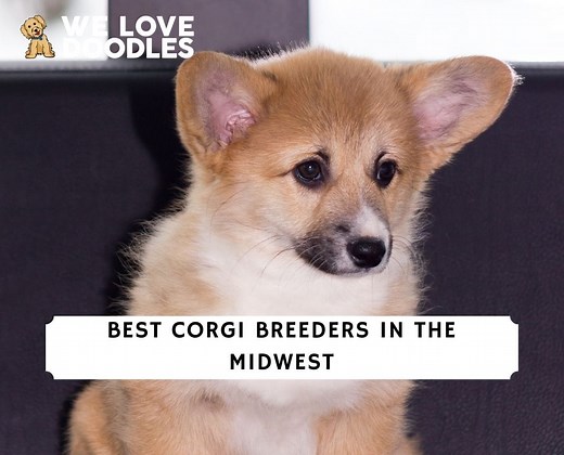 6 Best Corgi Breeders in the Midwest! - We Love Doodles