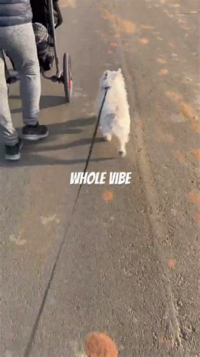 Walking tour Sparky Cute Dog #cutedog