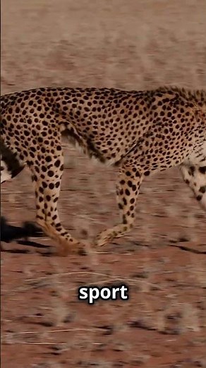 The cheetah: King of speed #animals #wildlife #cheetah #jungleanimal