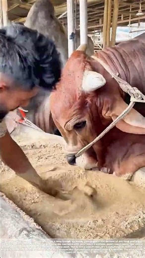 Mixing the Mash: How a Man Blends Feed and Water for the Herd