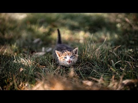 Kittens Meowing Loudly Compilation