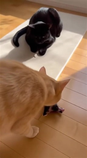 Cat giving a black kitty to her own Mom #cat #kitty | alyx star