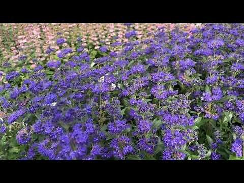 Caryopteris Beyond Midnight