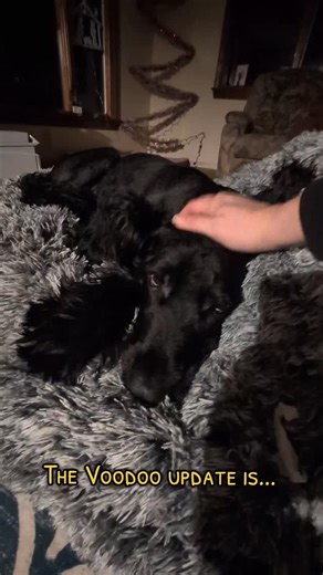 The Voodoo update is there is no update. Just an exhausted briard who has little left to give. no dramatic update, just a sick dog refusing to give up #briard #dogsofinstagram #dog #cancer #pain | Painted Dog Training Co