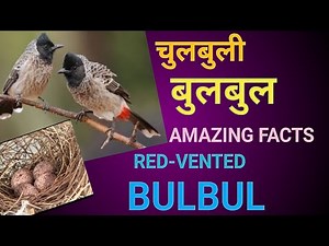 Red-vented Bulbul: Facts, habitat & behaviour #redventedbulbul #trendingvideo #viralvideos #biodoors