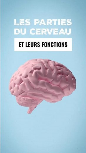 Les parties du cerveau (lobes) et leurs fonctions #cerveauhumain #brain #anatomie #cerveau #corps