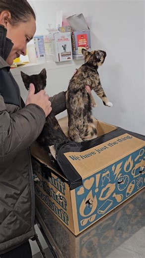 Nordjyllands Internat on Instagram: "TO KILLINGER DUMPET I MULM OG MØRKE! ‼️😡 Ja, den er god nok. Sådan så kasse ud! Kun to dage før jul valgte nogen desværre at skille sig af med deres killinger på en fuldstændig uetisk måde 😢💔 En af vores kære plejefamilier opdagede tidligt om morgenen en papkasse ved en vejkant, mens de alligevel var på vej ud til os. Heldigvis valgte de at stoppe bilen, undersøge den mistænkelige kasse med lufthuller og tage den med ind til internatet. Kassen var tapet go