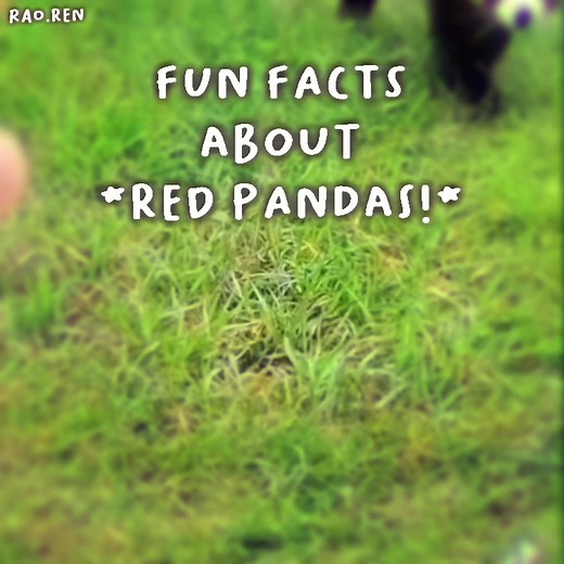 Replying to @rao.ren ‼️RED PANDAS!!! - REPOST SORRY! - thank yall so much for 30k !! i love you all!! - #turningred #redpanda #panda #facts #fact #funfacts #fax #fyp