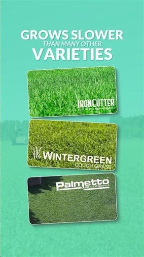 Why Empire Zoysia Is Perfect for Poolside Lawns