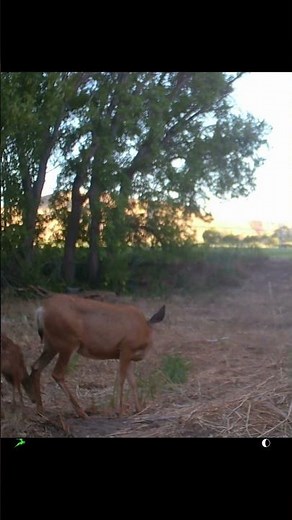 Mule Deer Does and Fawns | Utah Wildlife Trail Cam