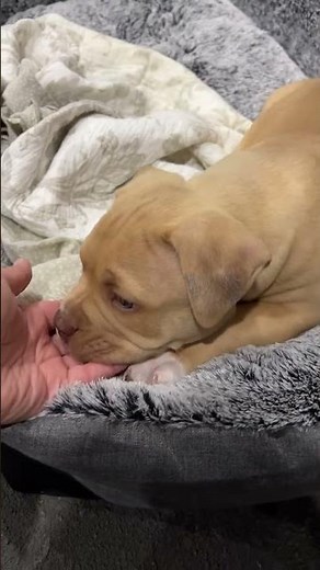 8 weeks American pocket bully available for adoption