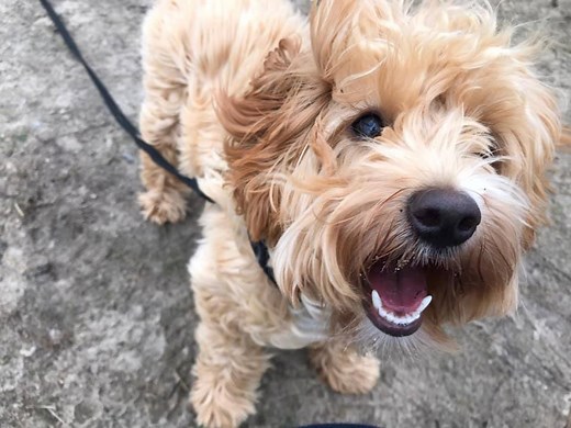 Willow the 6 month old Cavapoo recently completed a 3 week residential stay at Adolescent Dogs. Watch her video below to see how her trainer transformed her behaviour in just 3 weeks. From barking, stealing and pulling, to calm and responsive to cues in different environments Book stay for your dog: www.adolescentdogs.com We specialise in training family dogs; your dog comes to live with one of our trainers in their family home and receives intensive positive training everyday! | Adolescent Dogs