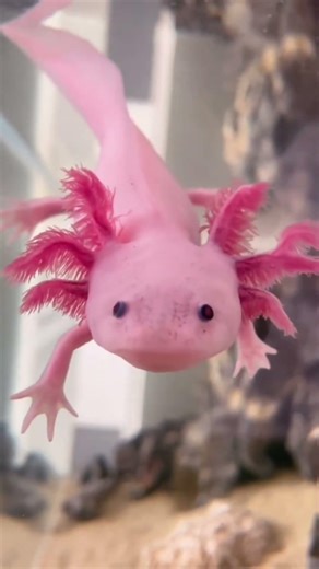 These 5 Real Animals That Look Like Science Fiction! #facts #shorts