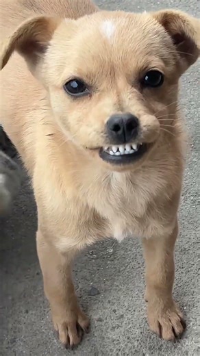 New Cool Tool!& 🥰New Viral Gadgets, Smart Kichen Appliances, Tolls, Utensils, HomeCleaning shorts😻