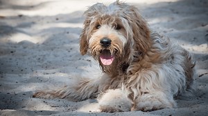 How to Remove Dog Matted Hair: 5 Best Grooming Tools That Work