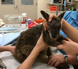 ‘Halawa’ the wallaby euthanized at zoo