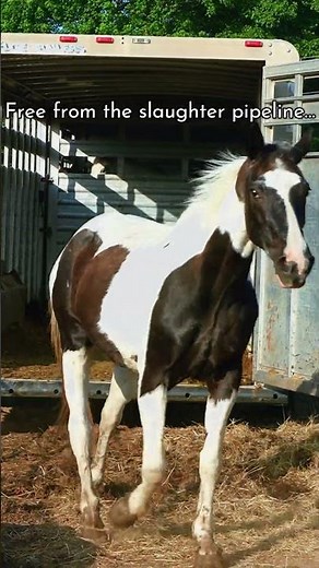 They stuck together through all of it. The roundup. The kill pen… 27 more now need OUT!!