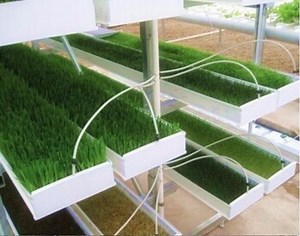 [Hot Item] Microgreen Seeds Sprouting Fodder Gutter Hydroponic Green Hydroponic Fodder Systems