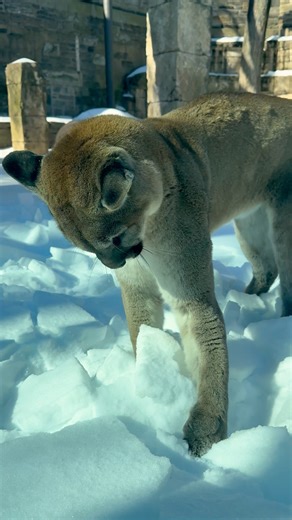 Snow time = play time 😺 Puma siblings Olympia and Elbroch enjoying the snow is the best thing you'll see today! Creds to our animal care team for capturing this awesome moment! | Philadelphia Zoo