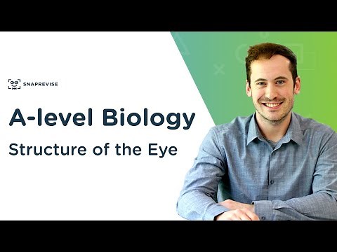Structure of the Eye | A-level Biology | OCR, AQA, Edexcel