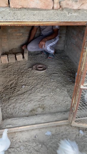 Let me show you their eggs #whitesilky #silkychicks #minizoo #rehmanchvlogs | Rehman ch vlogs