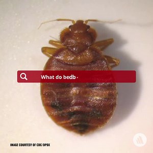 Bedbug bites may look like blisters; purplish flat spots; tiny holes; or red spots, solid raised bumps, or hives that are often itchy and have a tiny hole in the center. Click here to see an example: https://msdmnls.co/3QYQF9g | MSD Manual Consumer