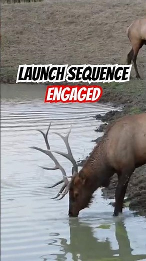 Perfect shot Placement on Bull Elk #hunting #outdoors #archery